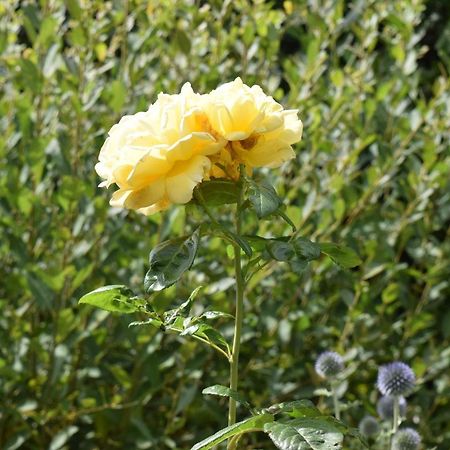 Épaignes Le Cottage Mirabelle المظهر الخارجي الصورة