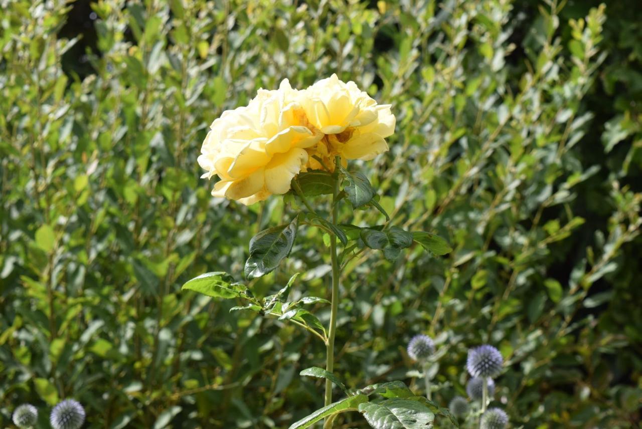 Épaignes Le Cottage Mirabelle المظهر الخارجي الصورة